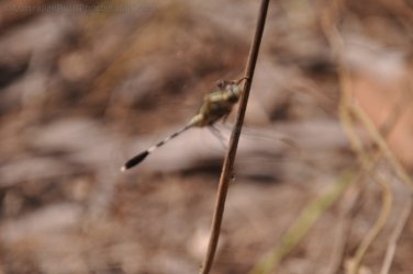 Bardedjilidji Sandstone Walk Kakadu 060 2021 08 08 12 12 59 DSC 0158 Bardedjilidji Sandstone Walk Kakadu 060 2021 08 08 12 12 59 DSC 0158