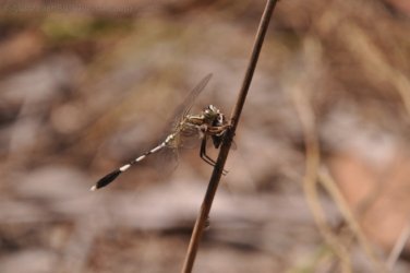 Bardedjilidji Sandstone Walk Kakadu 063 2021 08 08 12 13 39 DSC 0161 Bardedjilidji Sandstone Walk Kakadu 063 2021 08 08 12 13 39 DSC 0161