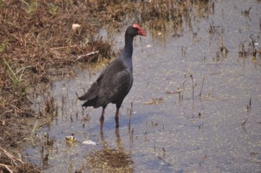 Bowen Mullers Lagoon 004 DSC 0898 2021 12 09 10h08m18s Bowen Mullers Lagoon 004 DSC 0898 2021 12 09 10h08m18s