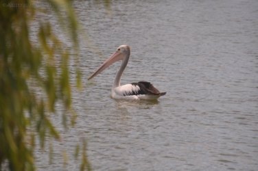 Bowen Mullers Lagoon 008 DSC 0902 2021 12 09 10h12m10s Bowen Mullers Lagoon 008 DSC 0902 2021 12 09 10h12m10s