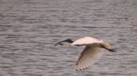 Bowen Mullers Lagoon 028 DSC 0923 2021 12 09 10h29m40s Bowen Mullers Lagoon 028 DSC 0923 2021 12 09 10h29m40s
