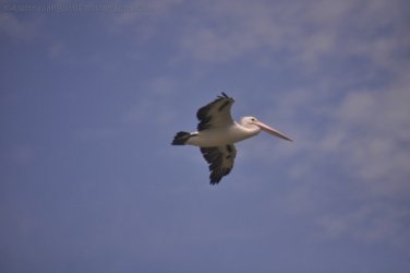 Bowen Mullers Lagoon 030 DSC 0924 2021 12 09 10h30m32s 1 Bowen Mullers Lagoon 030 DSC 0924 2021 12 09 10h30m32s 1