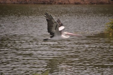 Bowen Mullers Lagoon 036 DSC 0930 2021 12 09 10h31m11s Bowen Mullers Lagoon 036 DSC 0930 2021 12 09 10h31m11s