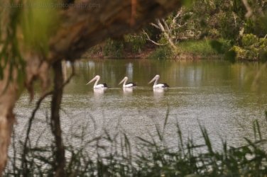 Bowen Mullers Lagoon 039 DSC 0933 2021 12 09 10h33m52s Bowen Mullers Lagoon 039 DSC 0933 2021 12 09 10h33m52s