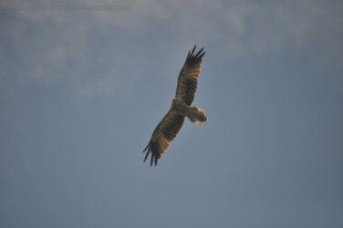 Bowen Mullers Lagoon 047 DSC 0941 2021 12 09 10h35m01s Bowen Mullers Lagoon 047 DSC 0941 2021 12 09 10h35m01s