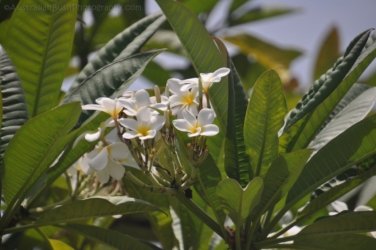 Bowen Mullers Lagoon 057 DSC 0951 2021 12 09 10h50m26s Bowen Mullers Lagoon 057 DSC 0951 2021 12 09 10h50m26s