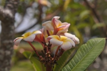 Bowen Mullers Lagoon 059 DSC 0953 2021 12 09 10h50m59s Bowen Mullers Lagoon 059 DSC 0953 2021 12 09 10h50m59s