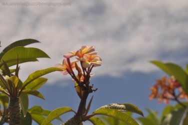 Bowen Mullers Lagoon 060 DSC 0954 2021 12 09 10h51m06s Bowen Mullers Lagoon 060 DSC 0954 2021 12 09 10h51m06s