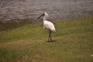 Bowen Mullers Lagoon 063 DSC 0957 2021 12 09 10h59m40s Bowen Mullers Lagoon 063 DSC 0957 2021 12 09 10h59m40s
