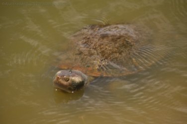 Bowen Mullers Lagoon 074 DSC 0968 2021 12 09 11h03m26s Bowen Mullers Lagoon 074 DSC 0968 2021 12 09 11h03m26s