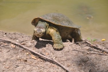 Bowen Mullers Lagoon 078 DSC 0972 2021 12 09 11h04m54s 1 Bowen Mullers Lagoon 078 DSC 0972 2021 12 09 11h04m54s 1