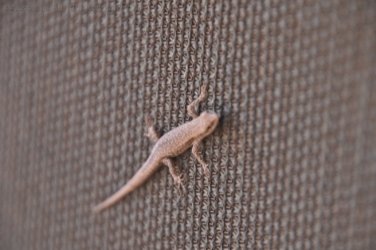 Bullita 019 DSC 0623 Bullita 019 DSC 0623