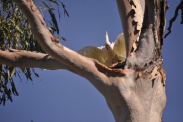 Bullita 045 DSC 0649 Bullita 045 DSC 0649