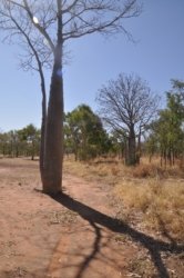 Bullita 067 DSC 0673 Bullita 067 DSC 0673