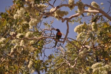 Bullita 076 DSC 0682 Bullita 076 DSC 0682