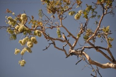 Bullita 079 DSC 0685 Bullita 079 DSC 0685