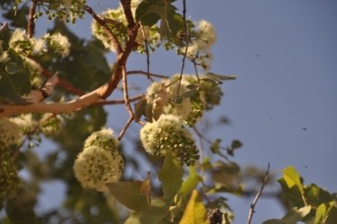 Bullita 080 DSC 0686 Bullita 080 DSC 0686