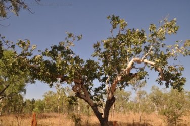 Bullita 083 DSC 0689 Bullita 083 DSC 0689