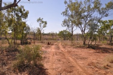 Bullita 084 DSC 0690 Bullita 084 DSC 0690