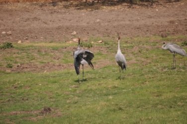 Camooweal Lagoon 004 DSC 0312 2021 10 26 14h48m16s Camooweal Lagoon 004 DSC 0312 2021 10 26 14h48m16s