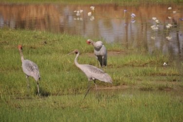 Camooweal Lagoon 014 DSC 0322 2021 10 26 15h40m28s Camooweal Lagoon 014 DSC 0322 2021 10 26 15h40m28s
