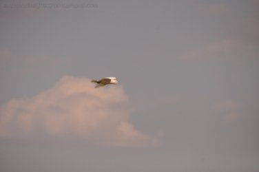 Camooweal Lagoon 016 DSC 0324 2021 10 26 15h40m37s Camooweal Lagoon 016 DSC 0324 2021 10 26 15h40m37s