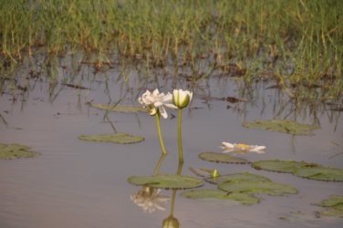 Camooweal Lagoon 021 DSC 0329 2021 10 26 15h41m47s Camooweal Lagoon 021 DSC 0329 2021 10 26 15h41m47s