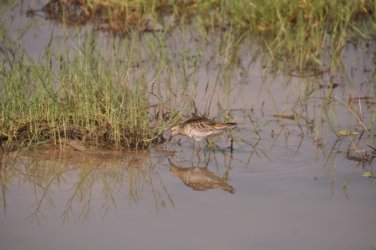 Camooweal Lagoon 023 DSC 0331 2021 10 26 15h42m09s Camooweal Lagoon 023 DSC 0331 2021 10 26 15h42m09s