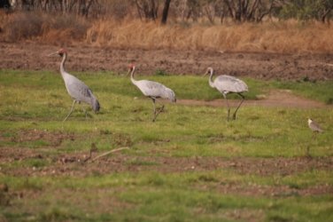 Camooweal Lagoon 024 DSC 0332 2021 10 26 15h42m19s Camooweal Lagoon 024 DSC 0332 2021 10 26 15h42m19s