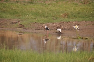 Camooweal Lagoon 025 DSC 0333 2021 10 26 15h43m01s Camooweal Lagoon 025 DSC 0333 2021 10 26 15h43m01s