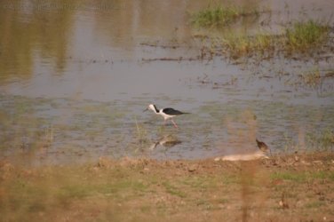 Camooweal Lagoon 028 DSC 0336 2021 10 26 15h55m31s Camooweal Lagoon 028 DSC 0336 2021 10 26 15h55m31s