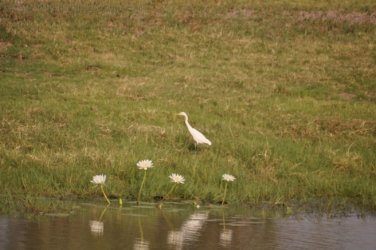 Camooweal Lagoon 029 DSC 0337 2021 10 26 16h35m04s Camooweal Lagoon 029 DSC 0337 2021 10 26 16h35m04s