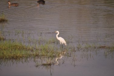 Camooweal Lagoon 030 DSC 0338 2021 10 26 16h37m04s Camooweal Lagoon 030 DSC 0338 2021 10 26 16h37m04s