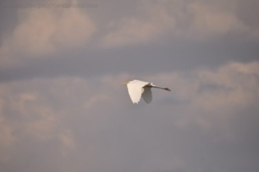 Camooweal Lagoon 036 DSC 0349 2021 10 26 16h39m09s Camooweal Lagoon 036 DSC 0349 2021 10 26 16h39m09s