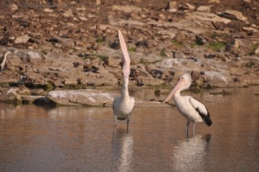 Camooweal Lagoon 039 DSC 0352 2021 10 26 16h41m08s Camooweal Lagoon 039 DSC 0352 2021 10 26 16h41m08s