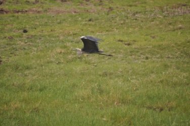 Camooweal Lagoon 051 DSC 0365 2021 10 27 11h05m23s Camooweal Lagoon 051 DSC 0365 2021 10 27 11h05m23s