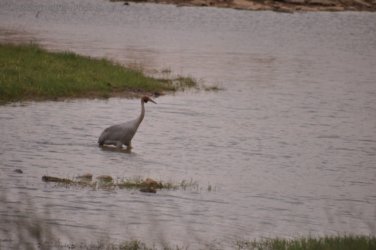 Camooweal Lagoon 062 DSC 0378 2021 10 27 13h17m08s Camooweal Lagoon 062 DSC 0378 2021 10 27 13h17m08s
