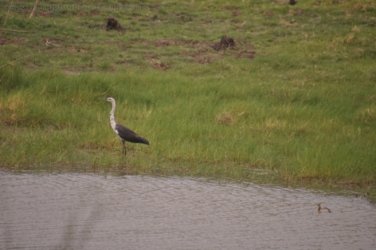 Camooweal Lagoon 064 DSC 0380 2021 10 27 15h01m18s Camooweal Lagoon 064 DSC 0380 2021 10 27 15h01m18s