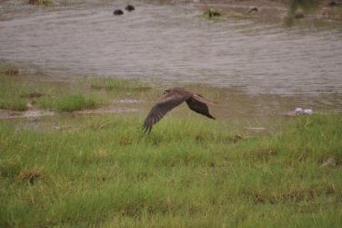 Camooweal Lagoon 065 DSC 0381 2021 10 29 13h39m06s Camooweal Lagoon 065 DSC 0381 2021 10 29 13h39m06s