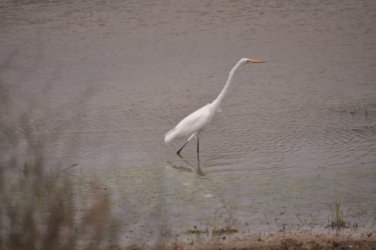 Camooweal Lagoon 068 DSC 0384 2021 10 29 13h45m56s Camooweal Lagoon 068 DSC 0384 2021 10 29 13h45m56s
