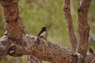 Camooweal Lagoon 070 DSC 0386 2021 10 29 13h48m24s Camooweal Lagoon 070 DSC 0386 2021 10 29 13h48m24s