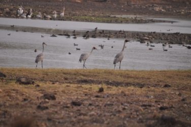 Camooweal Lagoon 076 DSC 0392 2021 10 29 16h15m50s Camooweal Lagoon 076 DSC 0392 2021 10 29 16h15m50s