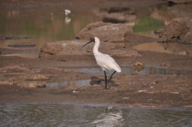 Camooweal Lagoon 085 DSC 0401 2021 10 29 16h45m56s Camooweal Lagoon 085 DSC 0401 2021 10 29 16h45m56s