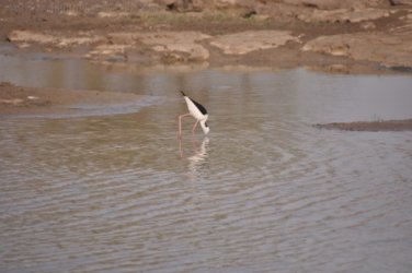 Camooweal Lagoon 086 DSC 0402 2021 10 29 16h45m59s Camooweal Lagoon 086 DSC 0402 2021 10 29 16h45m59s