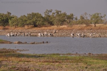 Camooweal Lagoon 087 DSC 0403 2021 10 29 16h46m10s Camooweal Lagoon 087 DSC 0403 2021 10 29 16h46m10s
