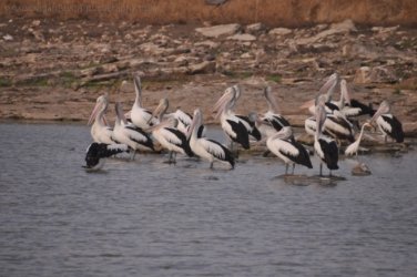 Camooweal Lagoon 088 DSC 0404 2021 10 29 16h47m27s Camooweal Lagoon 088 DSC 0404 2021 10 29 16h47m27s