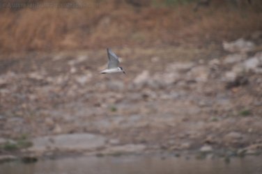Camooweal Lagoon 095 DSC 0411 2021 10 29 16h50m50s Camooweal Lagoon 095 DSC 0411 2021 10 29 16h50m50s