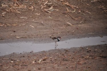 Camooweal Lagoon 101 DSC 0417 2021 10 30 10h09m47s Camooweal Lagoon 101 DSC 0417 2021 10 30 10h09m47s