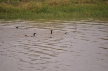 Camooweal Lagoon 106 DSC 0422 2021 10 30 10h31m24s Camooweal Lagoon 106 DSC 0422 2021 10 30 10h31m24s