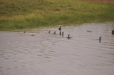 Camooweal Lagoon 107 DSC 0423 2021 10 30 10h31m34s Camooweal Lagoon 107 DSC 0423 2021 10 30 10h31m34s